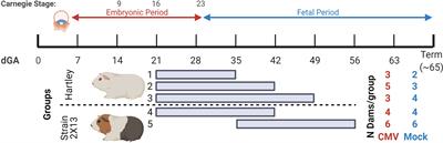 The Placental Response to Guinea Pig Cytomegalovirus Depends Upon the Timing of Maternal Infection